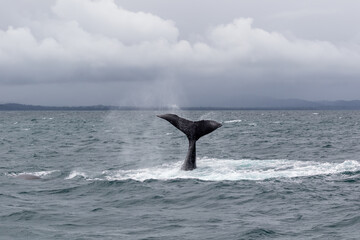 humpback whale in the sea