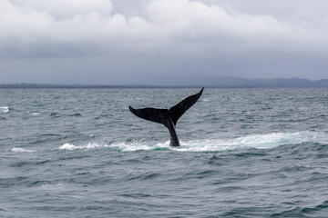 humpback tail