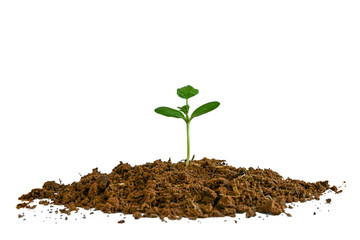 A seedling with green leaves sprouting from separate soil on a white background.