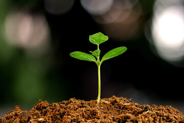 Small trees with green leaves, natural growth and sunlight, the concept of agriculture and sustainable plant growth.