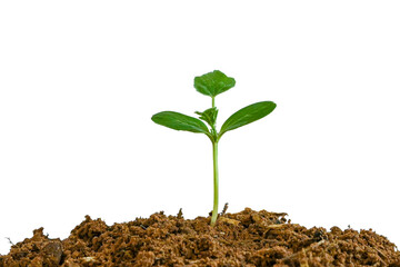A seedling with green leaves sprouting from separate soil on a white background.