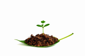 A seedling that sprouted from the soil and grew on a separate green leaf on a white background.