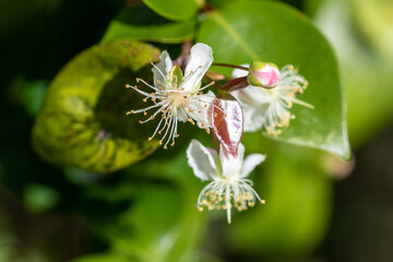 Guava Flower closeup