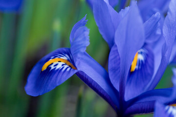 Bright blue Iris Reticulata