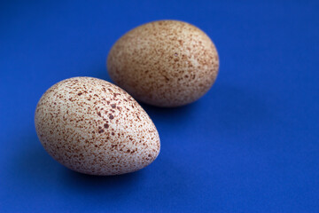a pair of fresh turkey eggs on the blue background - close up with copy space, healthy food