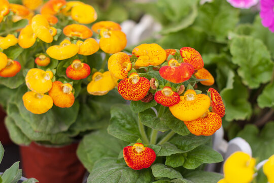 Blooming calceolaria and green leaves，Calceolaria herbeohybrida Voss