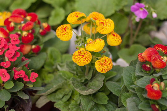 Blooming calceolaria and green leaves，Calceolaria herbeohybrida Voss