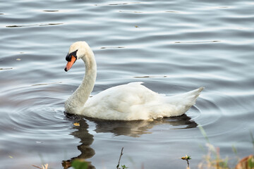 Oiseau d'ornement,jeune cygne sur l'étang .