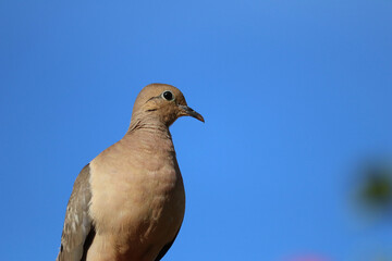 white dove on sky