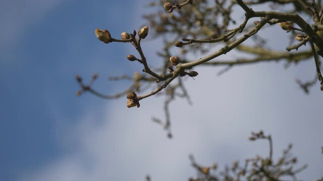 A close up view of buds on a tree branch in spring. 
