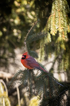 Cardinal in pine