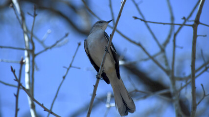 Northern Mocking Bird resting on a branch