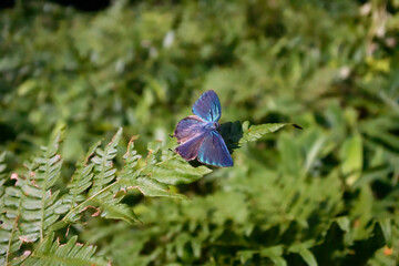 ジョウザンミドリシジミの飛翔（北海道・鶴居村）
