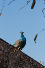 Fototapeta premium Portrait of a peacock with blue sky in the background