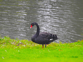 Naklejka premium The black swan stands on the green grass with visible water