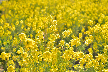 菜の花畑