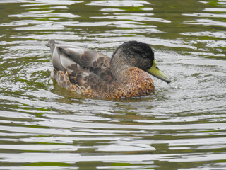 Duck with a black head on the water close up
