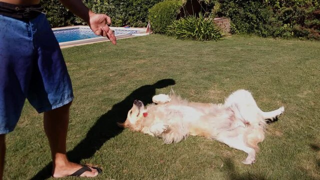 Golden Retriever Dog playing Dead Outdoors. 4K Resolution.