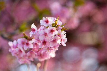 河津桜