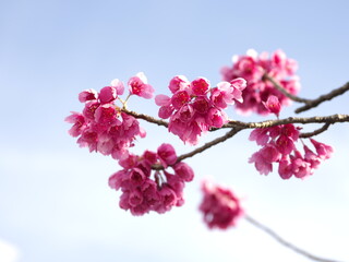 Fototapeta na wymiar Tokyo,Japan-March 12, 2021: Hikan cherry blossoms or Prunus campanulata on blue sky background 