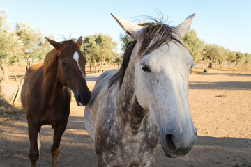 Fototapeta premium Two horses in the field, Alentejo, Portugal