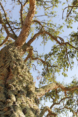 Natural bark trunk of an old cork oak tree, Quercus suber, in Portuguese landscape, Alentejo, Portugal