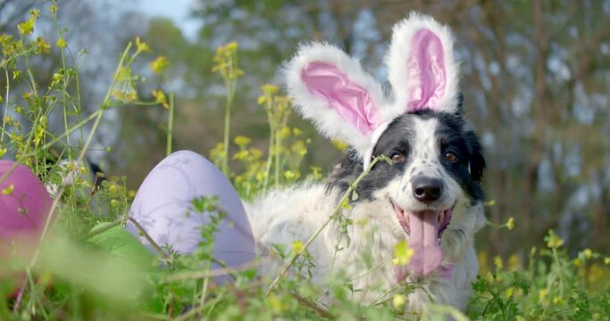 Panting border collie dog wearing pink bunny ears for Easter. Outside laying in grass and flowers with Easter eggs.