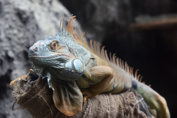 Close-up of a Green iguana 