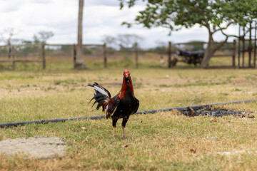 rooster on the farm