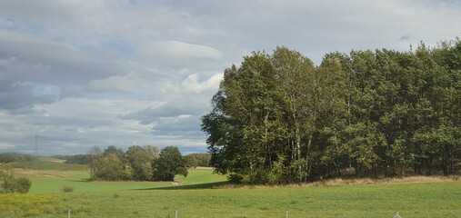 landscape with a tree