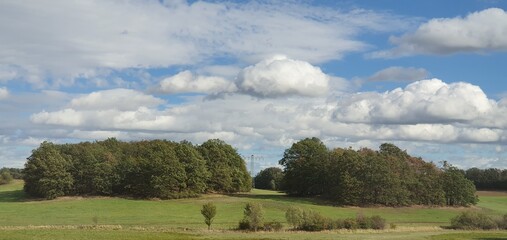 landscape with a tree