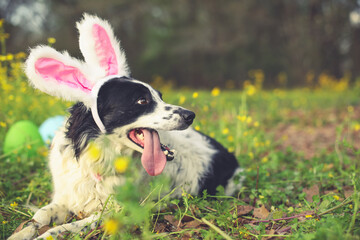 Panting border collie dog wearing pink Easter bunny rabbit ears having fun outside laying in flowers.