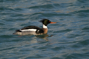 Red Breasted merganser male taking off in flight over choppy lake on breautiful spring day