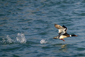 Red Breasted merganser male taking off in flight over choppy lake on breautiful spring day