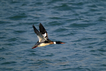 Red Breasted merganser male taking off in flight over choppy lake on breautiful spring day