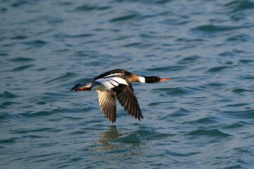Red Breasted merganser male taking off in flight over choppy lake on breautiful spring day