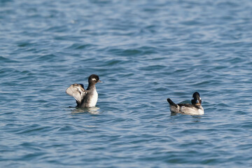 Two Bufflehead hens in evening light swimming at harbour, one flapping in place