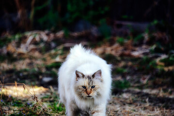 Naklejka na ściany i meble 野原にいた、毛がふさふさしたカワイイ白猫