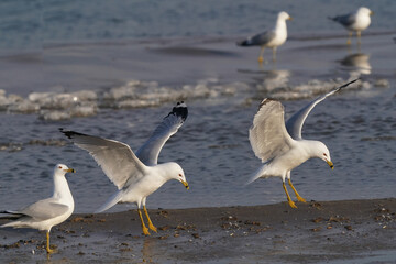 Ring Billed gulls on sandy icy shoreline during spring thaw in evening light
