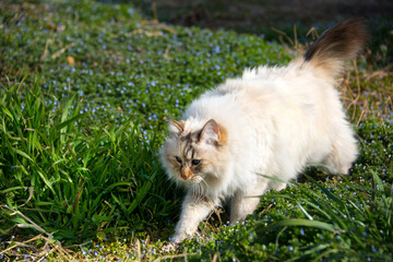野原にいた、毛がふさふさしたカワイイ白猫