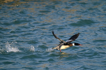 Red Breasted Merganser Male flying over lake in evening light in spring thaw, running before airborn