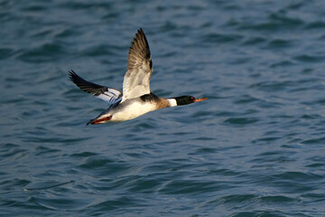 Red Breasted Merganser Male flying over lake in evening light in spring thaw, running before airborn