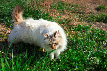 Naklejka na ściany i meble 野原にいた、毛がふさふさしたカワイイ白猫