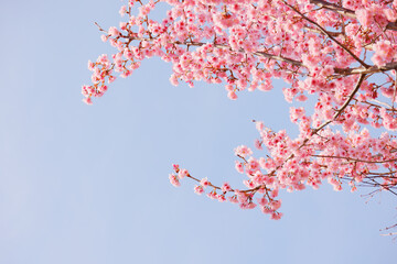 ピンク色の花びらが綺麗な満開の桜