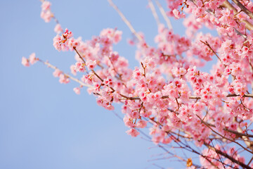ピンク色の花びらが綺麗な満開の桜