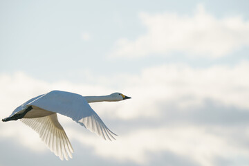 コハクチョウの飛翔