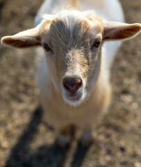 Fototapeta premium Goat Portrait, 2020