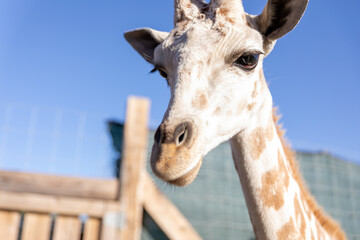 Obraz premium Baby Giraffe, 2020