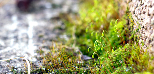 moss on the stone