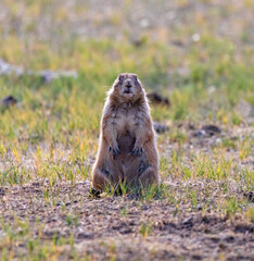 Groundhog, Wyoming, 2020